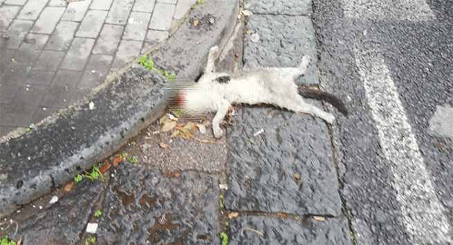 Torre del Greco - Gatto morto per strada, una vergogna inaccettabile