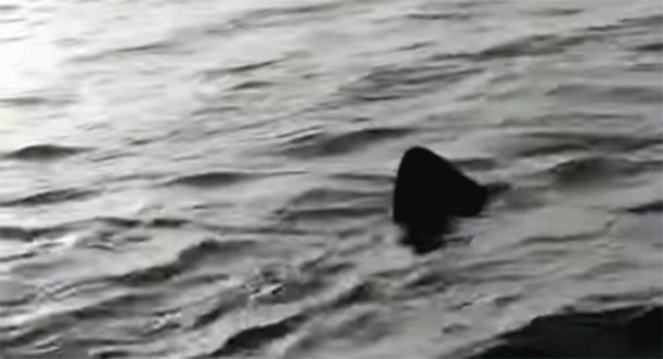 Un grosso squalo elefante nelle acque del Salento