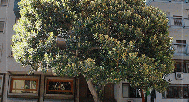 Gemme dell'albero dedicato a Falcone ad Acerra  per far nascere altri alberi nelle scuole