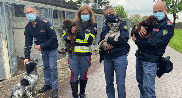 Sequestrato furgone con 36 cuccioli di cane proveniente dalla Serbia