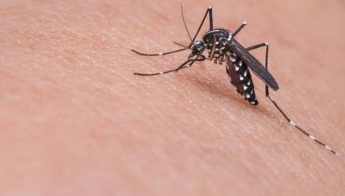 Puntura di zanzara: ecco come alleviare il prurito 