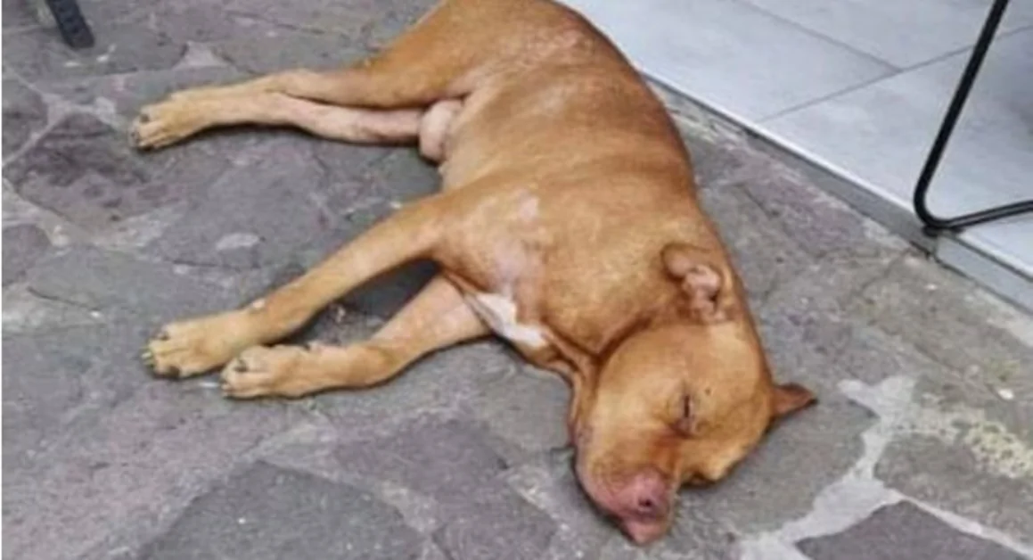 Trovato cagnolone a Pompei. Appello per chi lo avesse perso