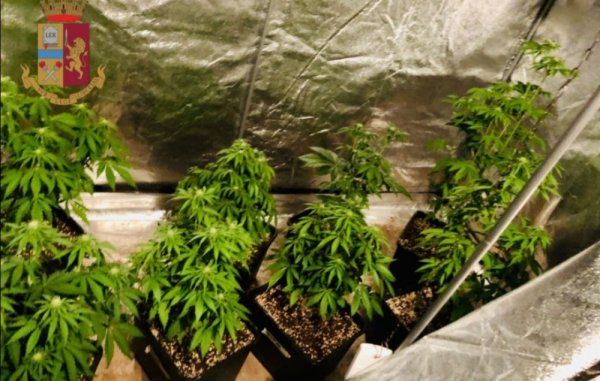 Napoli - Barra, coltiva marijuana nella cantina: arrestato