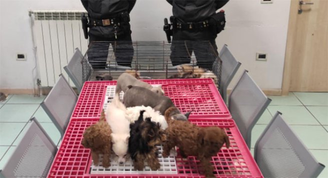 Traffico illegale di cuccioli di cane dall'est Europa, denunciato un napoletano