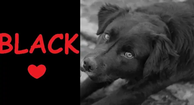 Aiutiamo Monica per aiutare Black, il cane della Curva di via Gino Alfani