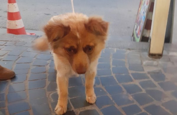 Trovata cagnolina con collare rosa Torre Annunziata nord