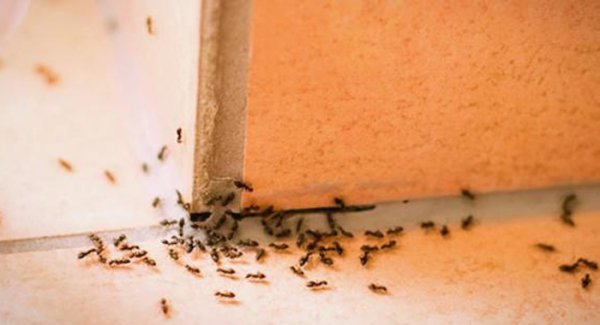 Formiche in casa: rimedi naturali 