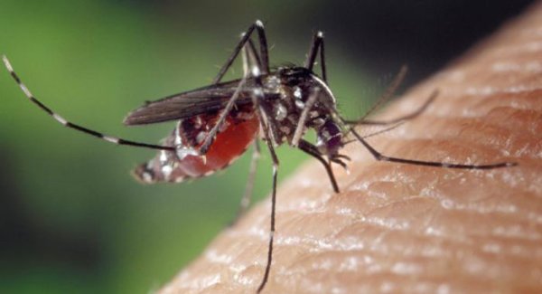Rimedi naturai contro le zanzare 