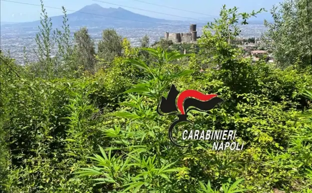 Oltre 300 piante di marijuana sui Lattari, un arresto