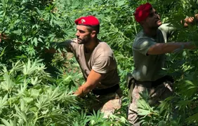 Altri sequestri di marijuana sui Monti Lattari