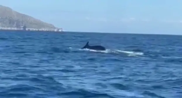 Balenottere tra Punta Campanella e Capri