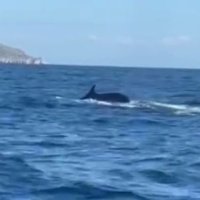 Balenottere tra Punta Campanella e Capri