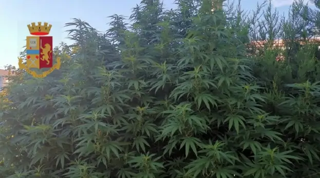 Marijuana coltivata nel giardino di casa, una denuncia nel Napoletano