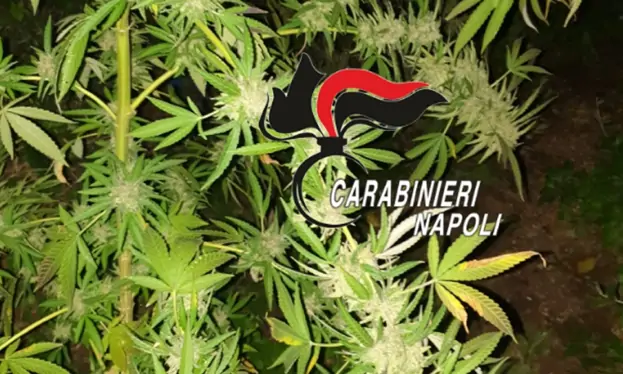 Piantagione di cannabis sui Lattari, altro sequestro dei carabinieri