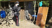 Controlli dei carabinieri dei Nas: sequestrati 26 canili con 871 animali